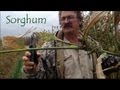 Sorghum : Growing and Harvesting