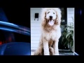 Charles The Monarch, Dog, Mistaken For Baby Lion In 911 Call 'Lab-a-lion Viral Video'