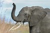 A female African Bush Elephant raises her trunk as a warning sign in Mikumi National Park, Tanzania