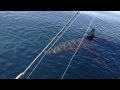 18+ Ft Great White Shark Stalks Boat in HD (part 1)