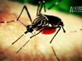 Monsters Inside Me: Malaria