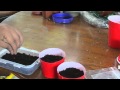 growing bell peppers from seed - sunroomgardening - 8