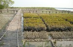 MANGROVE-TREE-PLANTATION