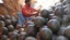 Indian Labour Unload the Watermelon from Truck at Fruit Market in Kolkata in Eastern India City