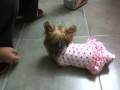 Yorkie pajamas