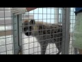 Hyena Training