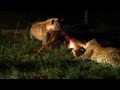 Hyenas Fight Leopard for Kill