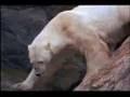 Polar Bear vs. Walrus