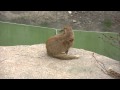 ANIMAL Yellow Mongoose