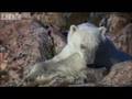 Polar Bear Versus Walrus Colony - BBC Planet Earth