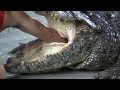 Pattaya Thailand Crocodile Farm 2011 .This man sticks his arm in a Crocodile stomach