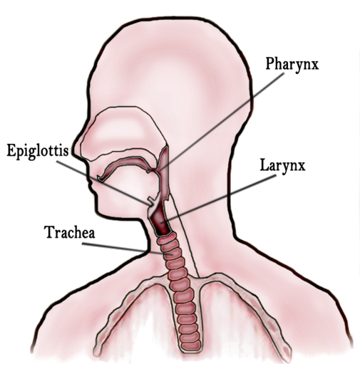 Throat Diagram.png