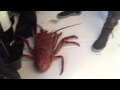 13.5 lb bug (lobster) diving