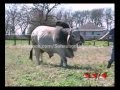 World Heaviest Brahman Bull