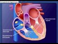 Conducting System Of The Heart