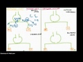 Diffusion and Perfusion Limited Graph Part 1