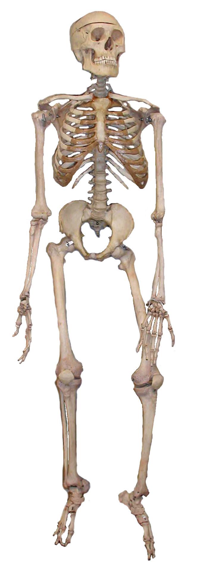 Skeleton2.jpg