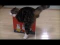 いろいろな小さ過ぎる箱とねこ。-Many too small boxes and Maru.-