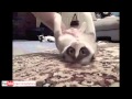 Epic Funny Cats / Cute Cats Compilation  -  60 minutes!! [HD][HQ]