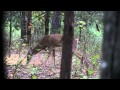 Crossbow Deer Hunt with Incredible Slow Motion Shot