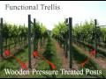 Grape Trellis Systems