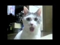 The OMG Cat