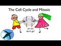 Cell Cycle and Mitosis