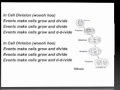 In Cell Division-Mitosis Song