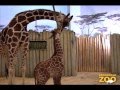 Baby Giraffe Born at Brookfield Zoo