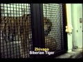 Brookfield Zoo (1993)