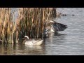 Natuurfilm de Makkumer Waard deel 1/2 - Henry Spruyt