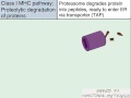 The Class I MHC Pathway of Antigen Presentation FVL