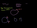 Professional Antigen Presenting Cells (APC) and MHC II complexes