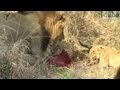 Lions Eat a Nyala