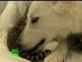 Video: Dog adopts, nurses orphaned tiger cubs in Russia