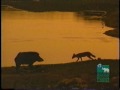 Dholes Steal Carcass from Large Wild Boar