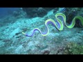 Amazing Rhythmic Gymnast?  No an amazing Ribbon Eel!