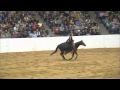 Stacy Westfall - 2011 Congress Freestyle Reining Bridleless