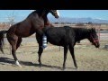 HORSE  BREEDING - PART 2 - NATURAL- BREEDING HORSE - HORSE MATING -- THOROUGHBREDS