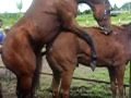 Horse breeding 1