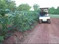 Vegetable Garden -- Picking Okra the easy way