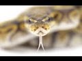 Snake Bytes TV - How To Breed Snakes For A Living : SnakeBytesTV