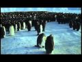 Emperor penguins - The Greatest Wildlife Show on Earth - BBC