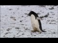 Criminal Penguins - Frozen Planet - BBC One