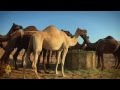 Al Jazeera World - Camels in the Outback