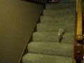 Hamlet the Mini Pig - Goes Down the Stairs