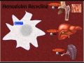 Hemoglobin/ Red Blood Cell Recycling Animation