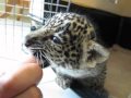 Baby Jaguar (Cub) Chews Finger Then 