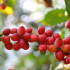 ColombianCoffeeCherries