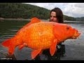 Monster Goldfish Breeding in Lake Tahoe